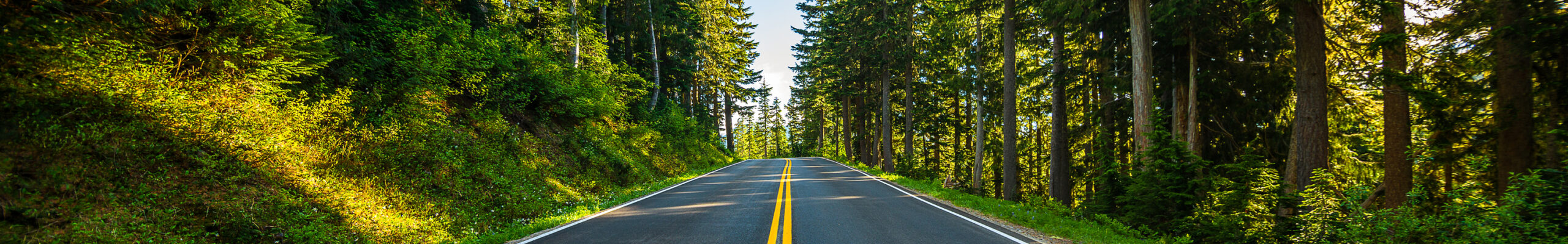 A road through a forest near Mt. Rainier, Washington.